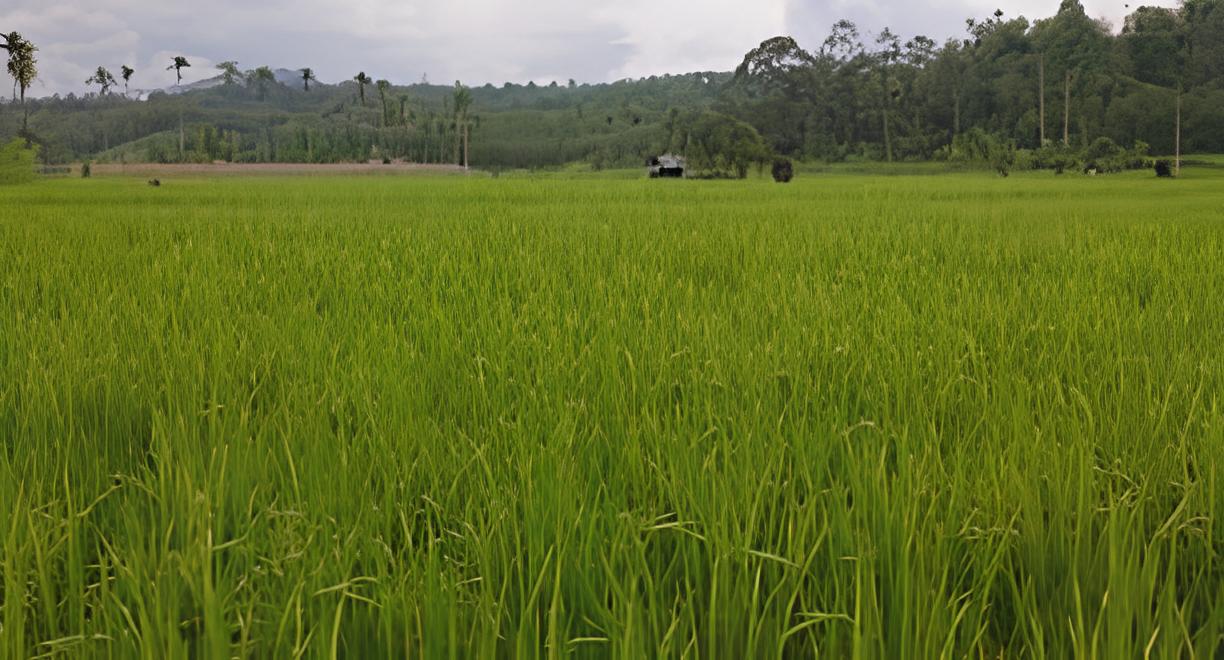 Potensi pertanian Desa Teluklada